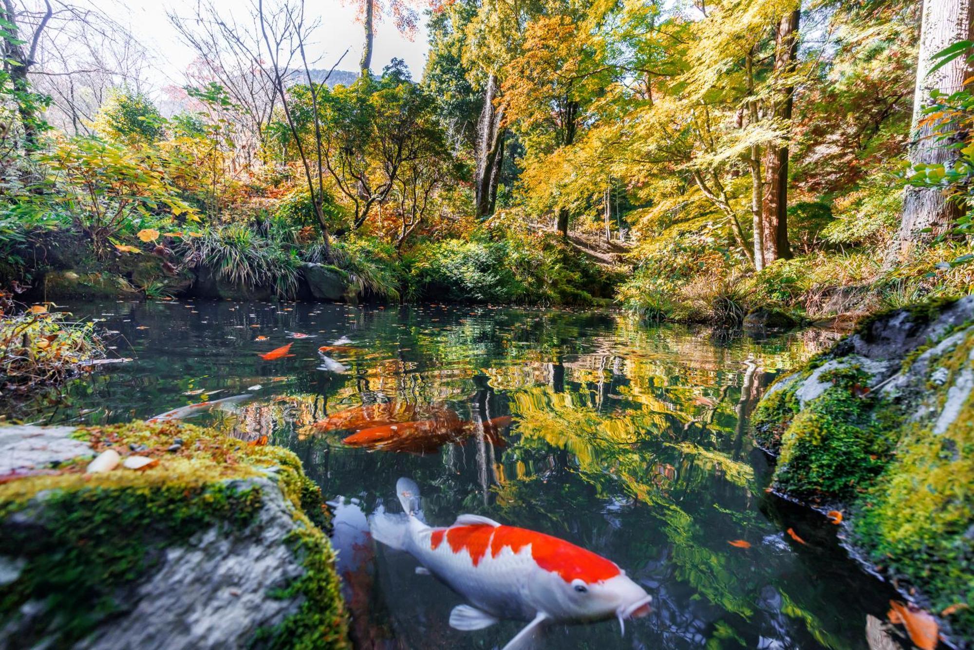 Hakone Kowakien Hotel Eksteriør billede
