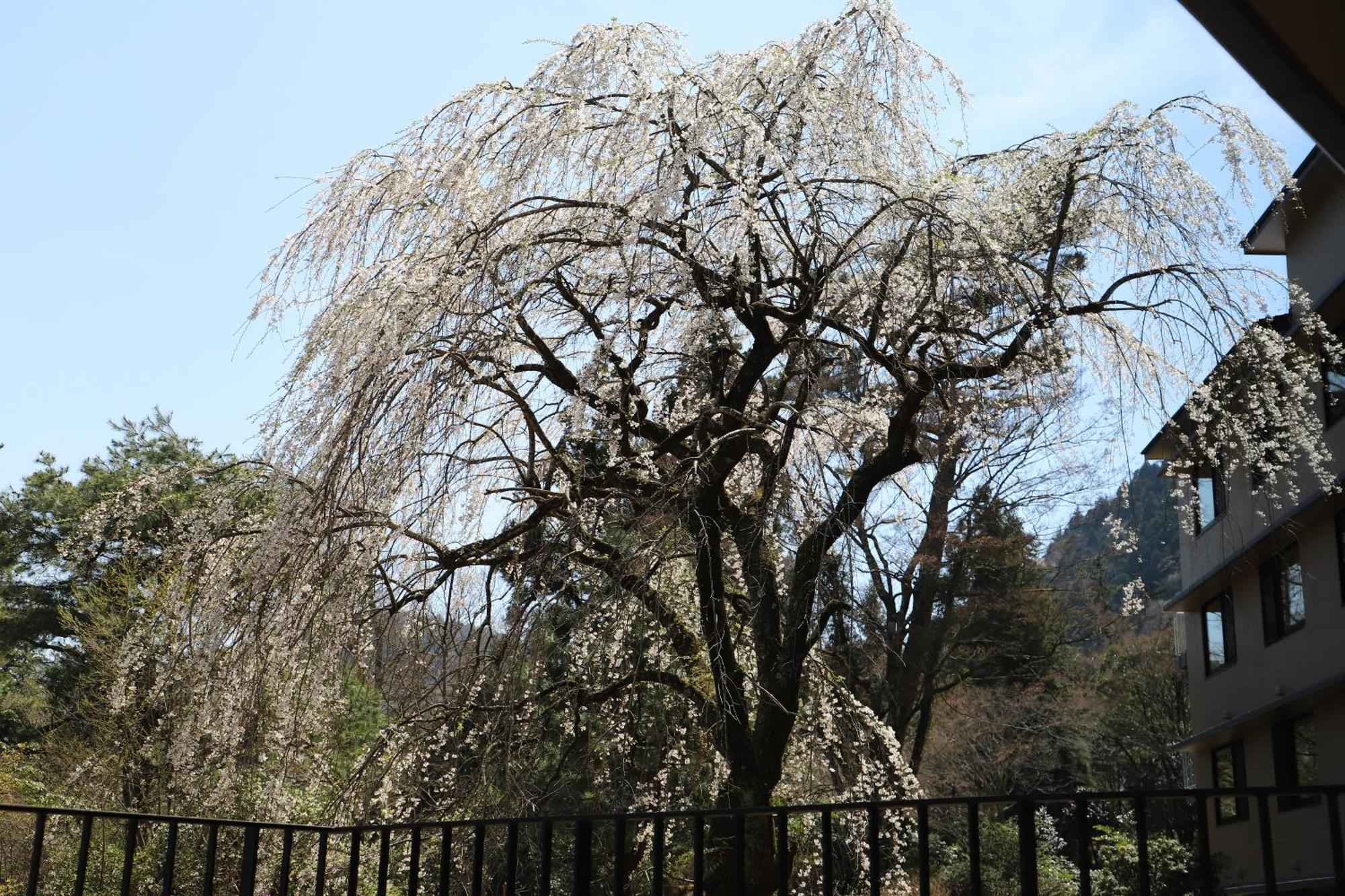 Hakone Kowakien Hotel Eksteriør billede